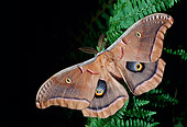 INS 01 LS0003 01
Polyphemus Moth Sitting On Fern