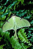 INS 01 LS0004 01
Luna Moth Sitting On Fern
