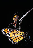 INS 01 LS0005 01
Monarch Butterfly Caught In Spider's Web