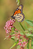 INS 01 LS0006 01
Monarch Butterfly Standing On Pink Flowers
