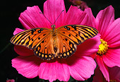 INS 01 RD0050 01
Gulf Fritillary On Pink Flower