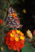 INS 01 RD0051 01
Gulf Fritillary On Orange Flower