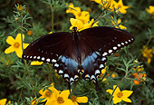 INS 01 RD0052 01
Spicebush Swallowtail On Yellow Flowers