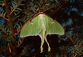 INS 01 RD0053 01
Luna Moth