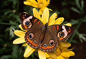 INS 01 RD0057 01
Buckeye Butterfly On Yellow Flower