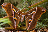 INS 01 RD0062 01
Cecropia Moth On Plant