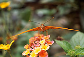 INS 01 RD0064 01
Gulf Fritillary On Flower