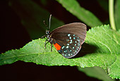 INS 01 RD0067 01
Atala Butterfly On Leaf