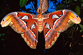 INS 01 RD0068 01
Atlas Moth At Night