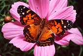 INS 01 RD0069 01
American Painted Lady Butterfly On Pink Flower