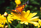 INS 01 RD0070 01
American Painted Lady Butterfly On Yellow Flower