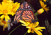 INS 01 RD0071 01
Monarchs Mating On Yellow Flower