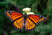 INS 01 RD0074 01
Viceroy Butterfly On Flower