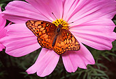 INS 01 RD0075 01
Variegated Fritillary On Pink Flower