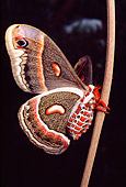 INS 01 RD0076 01
Cecropia Moth On Stem