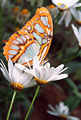 INS 01 RD0077 01
Malachite Butterfly On White Flower