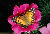 INS 01 RD0078 01
American Painted Lady Butterfly Sitting On Pink Flower