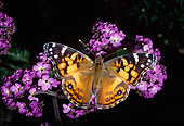 INS 01 RD0079 01
Painted Lady Butterfly Sitting On Purple Flower