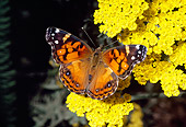 INS 01 RD0080 01
American Painted Lady Butterfly Sitting On Yellow Flower