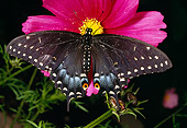 INS 01 RD0081 01
Eastern Black Swallowtail Butterfly Sitting On Pink Flower