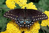 INS 01 RD0082 01
Eastern Black Swallowtail Butterfly Sitting On Yellow Flower