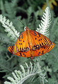 INS 01 RD0083 01
Gulf Fritillary Butterflies Mating On Leaf