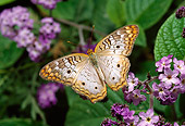 INS 01 RD0084 01
White Peacock Butterfly Sitting On Leaf By Purple Flowers