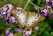 INS 01 RD0085 01
White Peacock Butterfly Sitting On Leaf By Purple Flowers