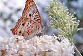 INS 01 RD0086 01
Profile Of White Peacock Butterfly Sitting On White Flowers