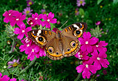INS 01 RD0087 01
Buckeye Butterfly Sitting On Pink Flowers