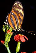 INS 01 RD0090 01
Profile Of Isabella Butterfly Sitting On Red Flower