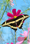 INS 01 RD0092 01
Giant Swallowtail Butterfly Sitting On Pink Flower