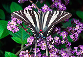 INS 01 RD0094 01
Zebra Swallowtail Butterfly Sitting On Lavender Flowers