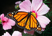 INS 01 RD0095 01
Monarch Butterfly Sitting On Pink Flowers