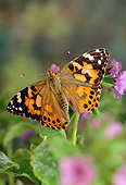 INS 01 TK0001 01
Painted Lady Butterfly Sitting On Lavender Flowers