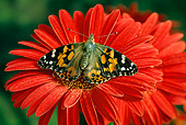 INS 01 TK0002 01
Painted Lady Butterfly Sitting On Red Flower