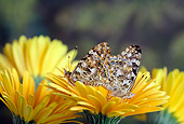 INS 01 TK0003 01
Two Painted Lady Butterflies Sitting On Yellow Flower