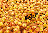 INS 01 TK0004 01
Monarch Butterfly Sitting On Yellow-Orange Flowers