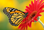 INS 01 TK0005 01
Monarch Butterfly Sitting On Red Flower
