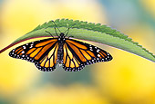 INS 01 TK0006 01
Monarch Butterfly Sitting Upside-Down Under Leaf