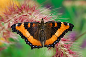 INS 01 TK0007 01
Milbert's Tortoiseshell Butterfly Sitting On Red Flower Wings Open