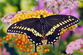 INS 01 TK0008 01
Male Eastern Black Swallowtail Butterfly Sitting On Yellow Flower Wings Open