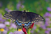 INS 01 TK0009 01
Female Eastern Black Swallowtail Butterfly Sitting On Red Flower Wings Open