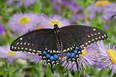INS 01 TK0010 01
Female Eastern Black Swallowtail Butterfly Sitting On Purple Flower Wings Open