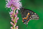 INS 01 TK0011 01
Female Eastern Black Swallowtail Butterfly Sitting On Purple Flower Wings Closed