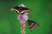 INS 01 TK0012 01
Male And Female Eastern Black Swallowtail Butterflies Sitting On Purple Flower