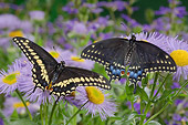 INS 01 TK0013 01
Male And Female Eastern Black Swallowtail Butterflies Sitting On Purple Flowers Wings Open