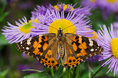 INS 01 TK0014 01
American Painted Lady Butterfly Sitting On Purple Flower Wings Open