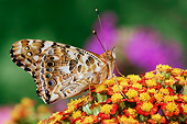 INS 01 TK0015 01
American Painted Lady Butterfly Sitting On Orange Flower Wings Closed