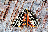 INS 01 TK0016 01
Parthenice Tiger Moth Sitting On Bark Wings Open